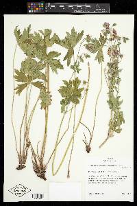 Geranium viscosissimum image