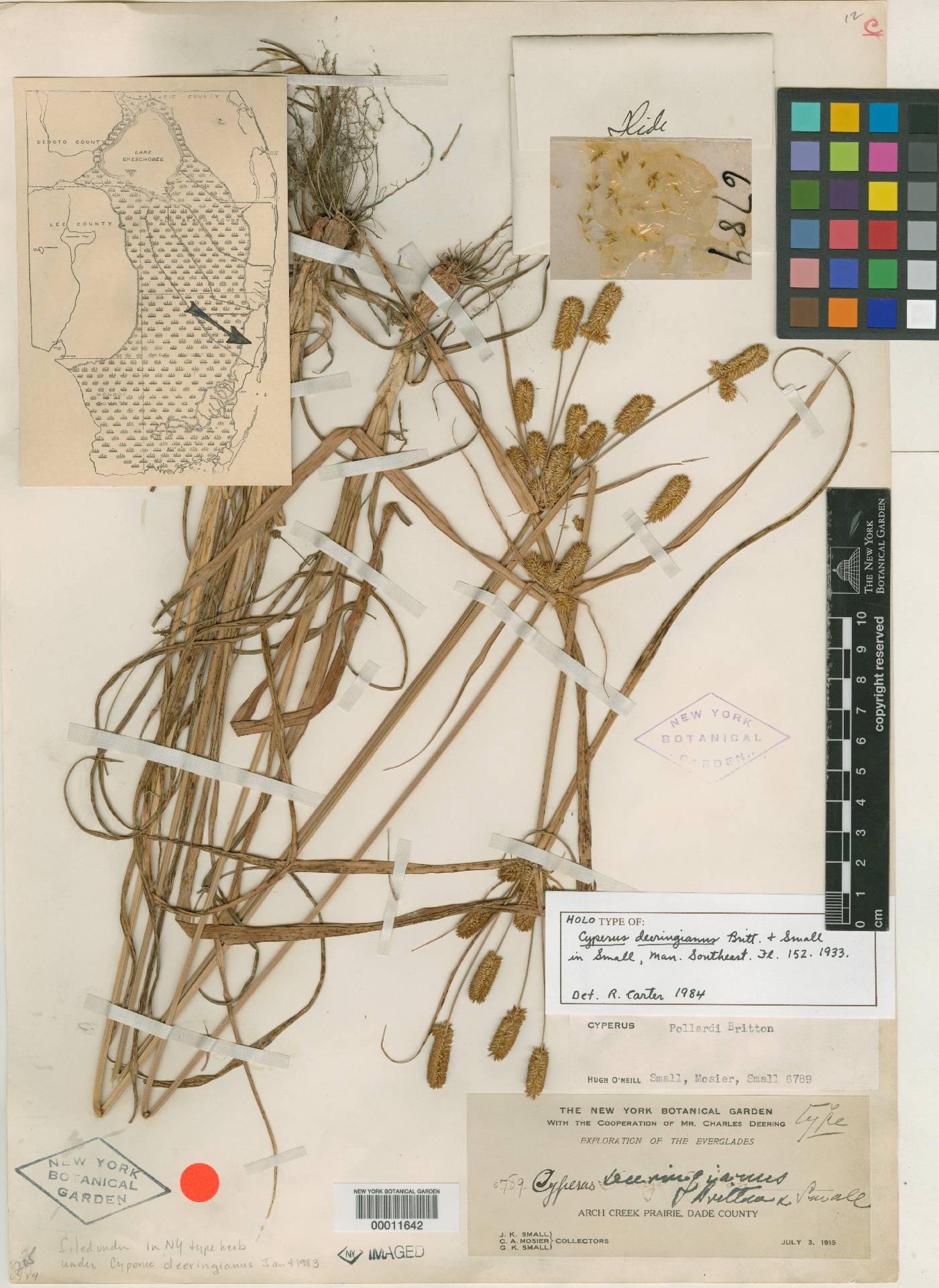 Cyperus deeringianus image