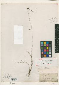 Cyperus fuligineus image