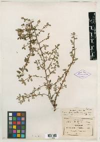 Fuchsia minutiflora image