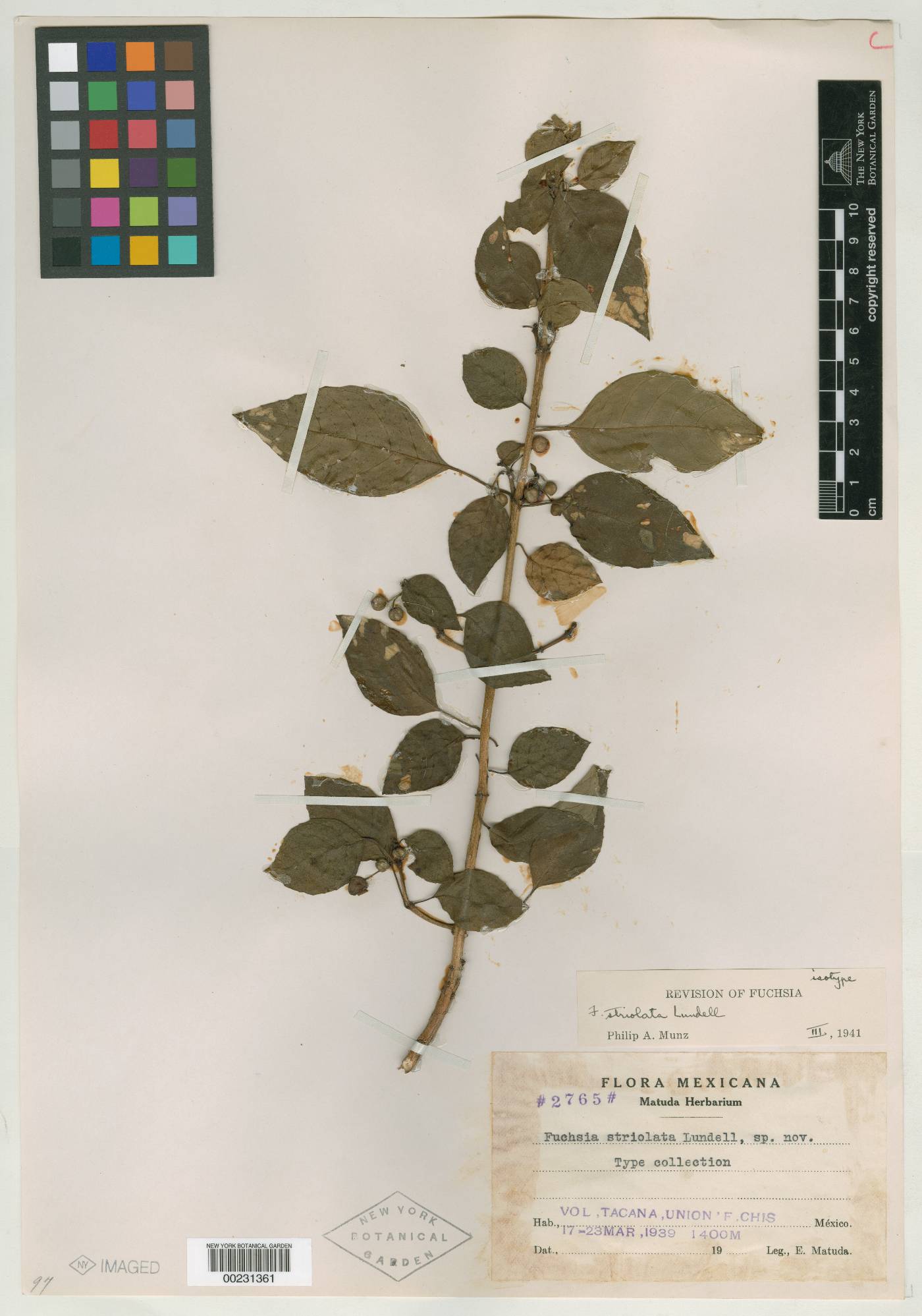 Fuchsia encliandra subsp. tetradactyla image