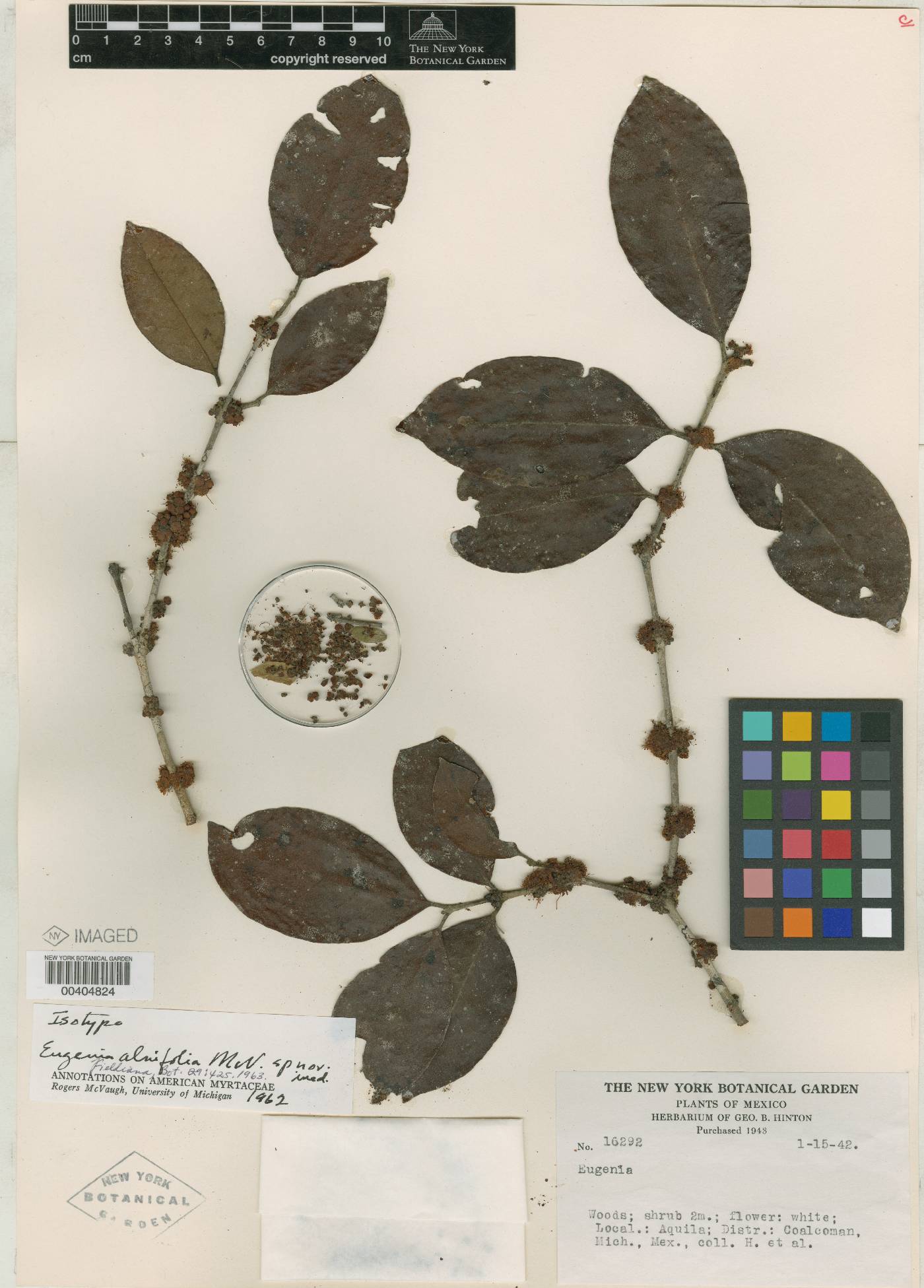 Eugenia alnifolia image