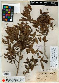 Eugenia ledophylla image