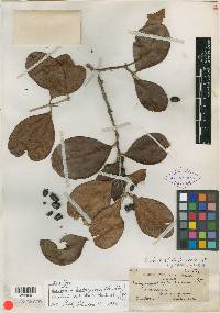 Eugenia hypargyrea image