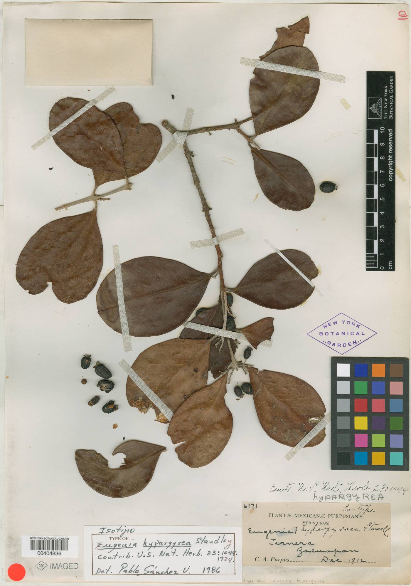 Eugenia hypargyrea image