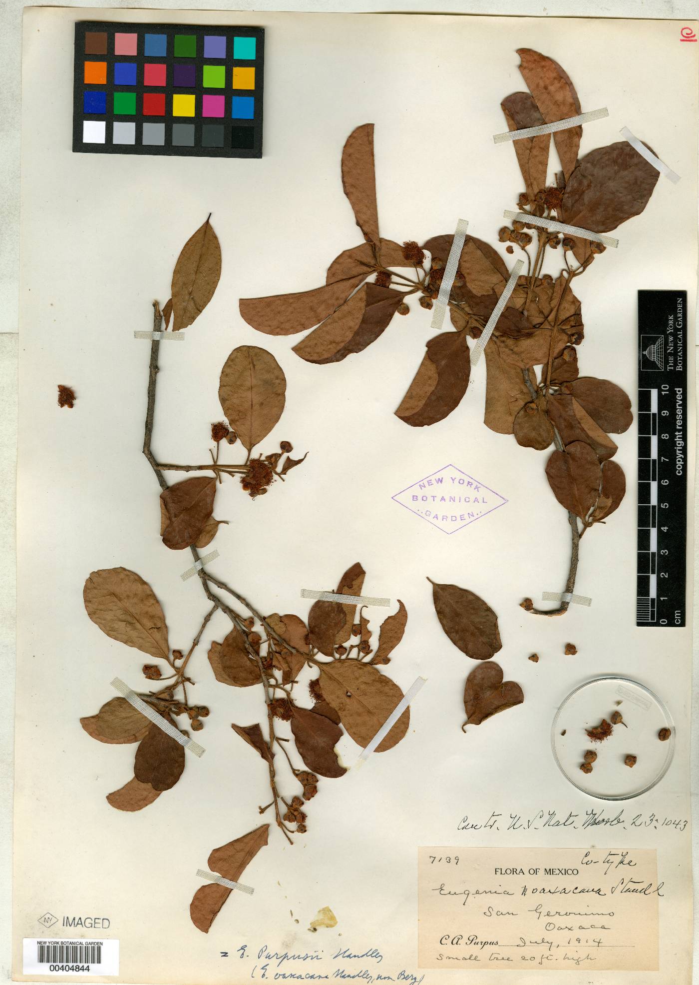 Eugenia oaxacana image