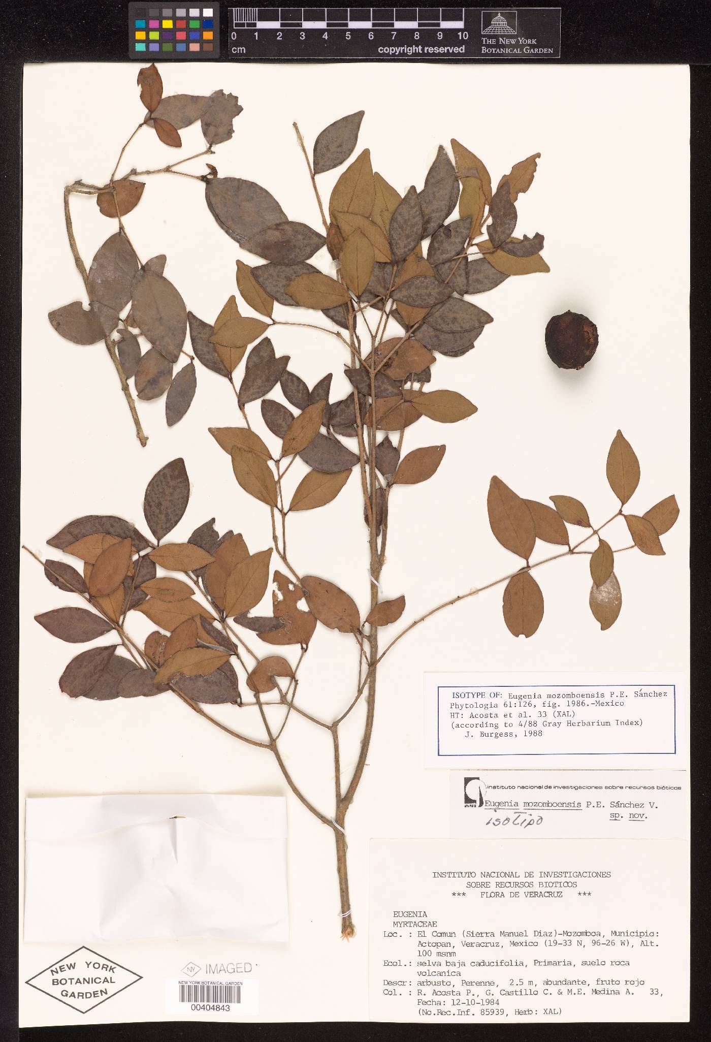 Eugenia mozomboensis image