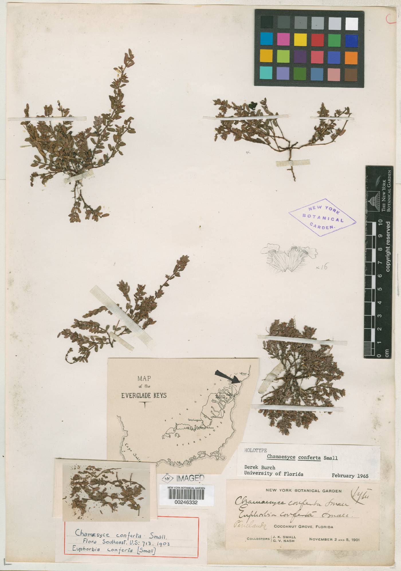 Chamaesyce conferta image