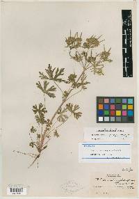 Geranium sphaerospermum image