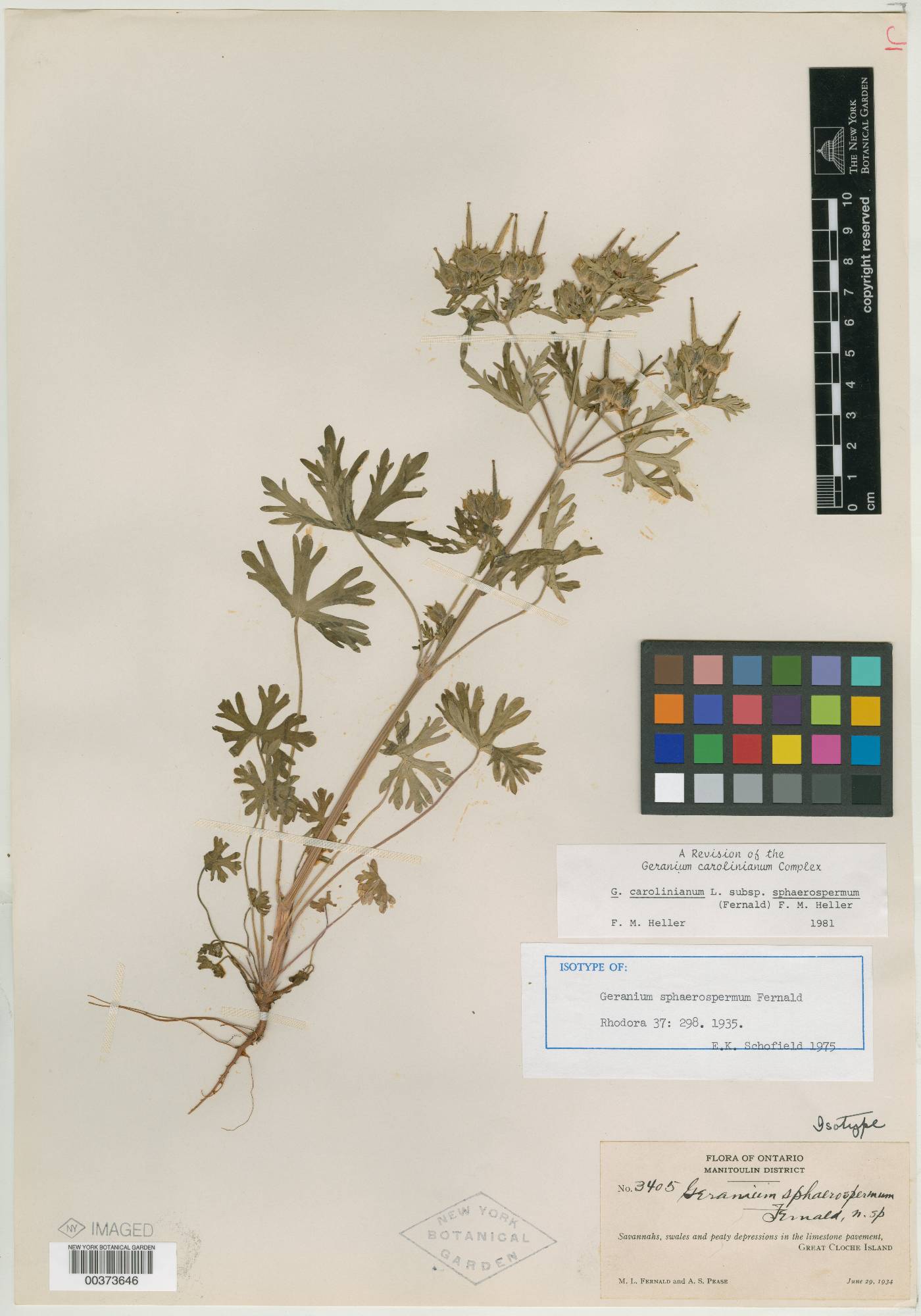 Geranium sphaerospermum image