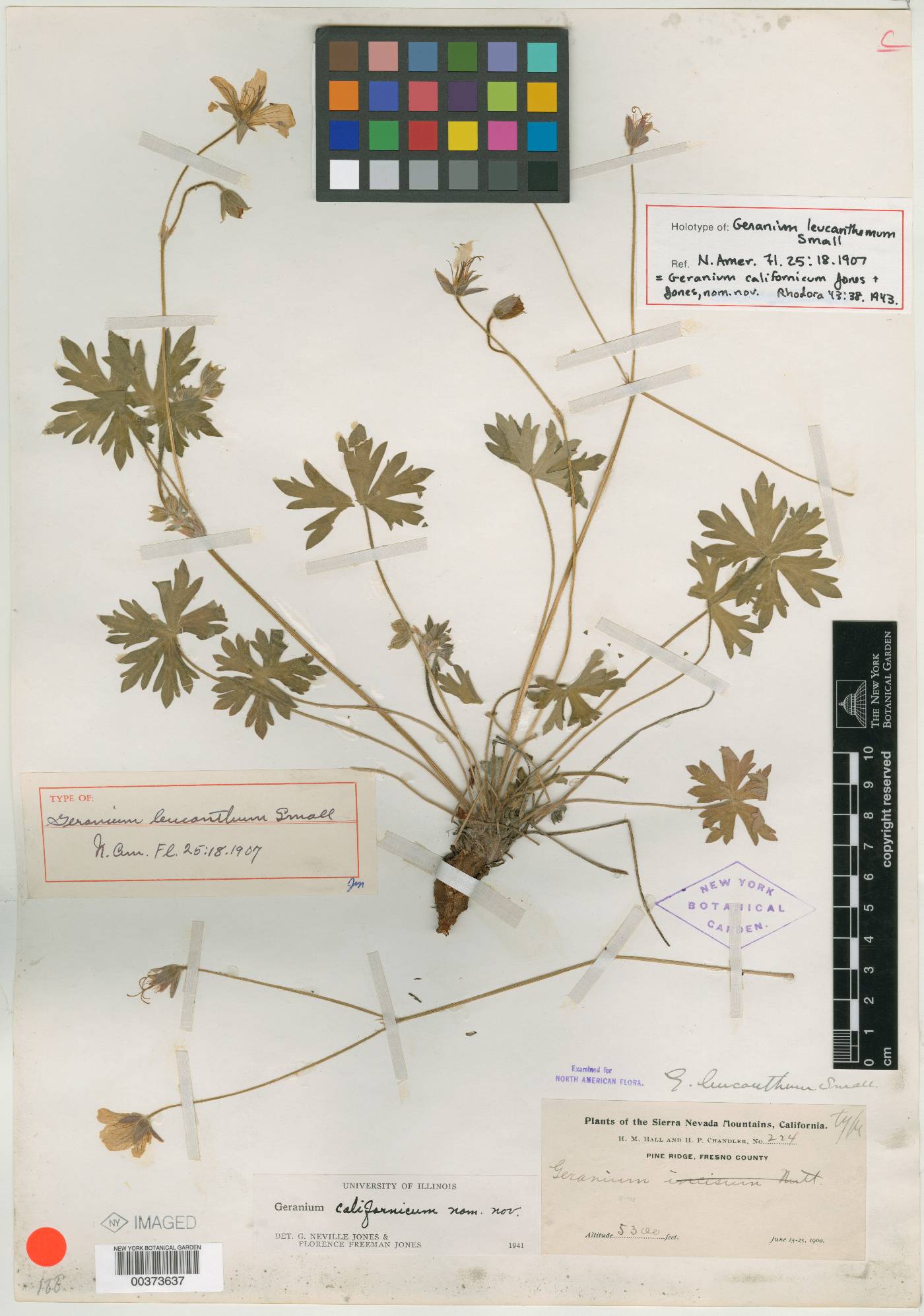 Geranium leucanthum image