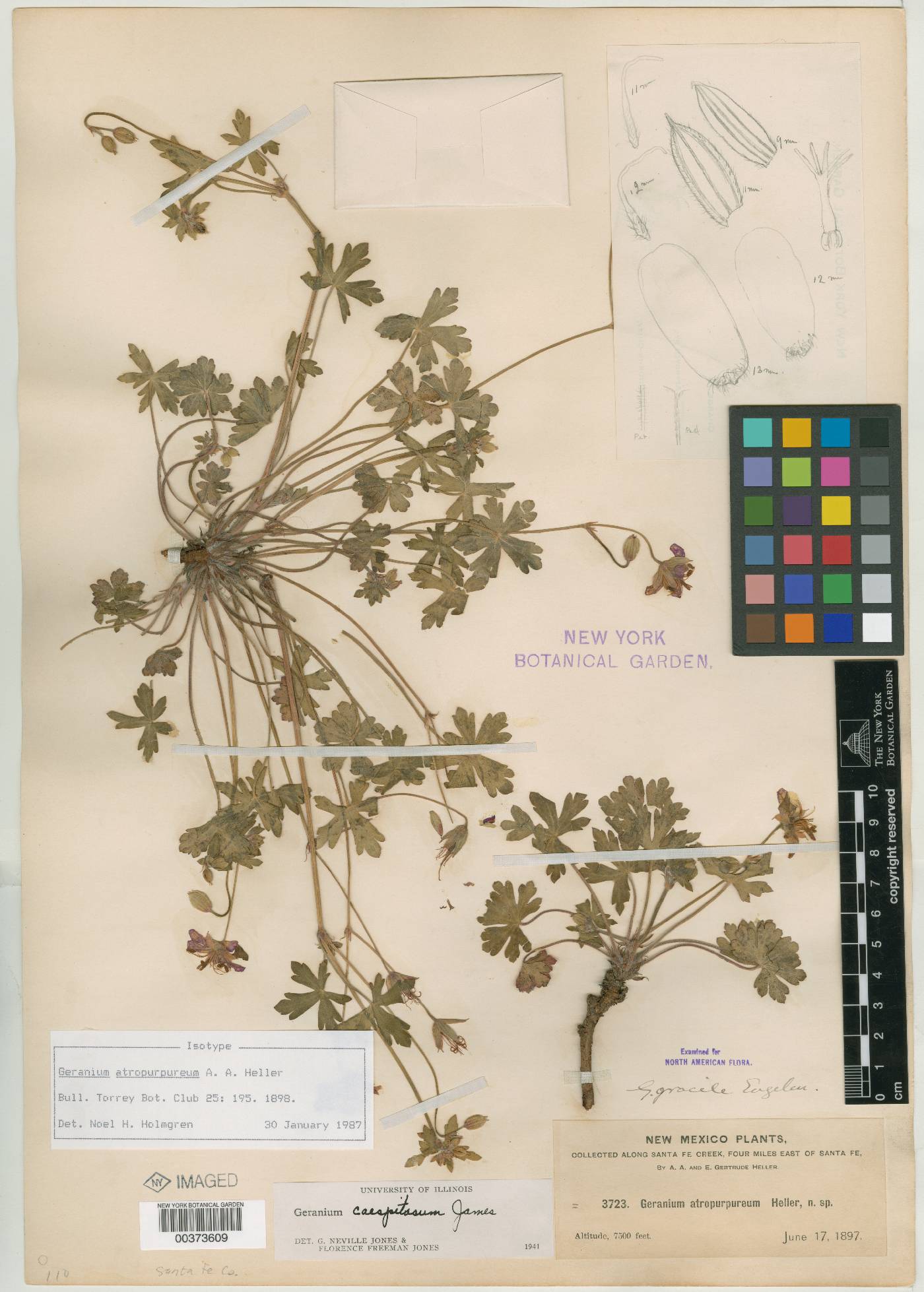 Geranium atropurpureum image