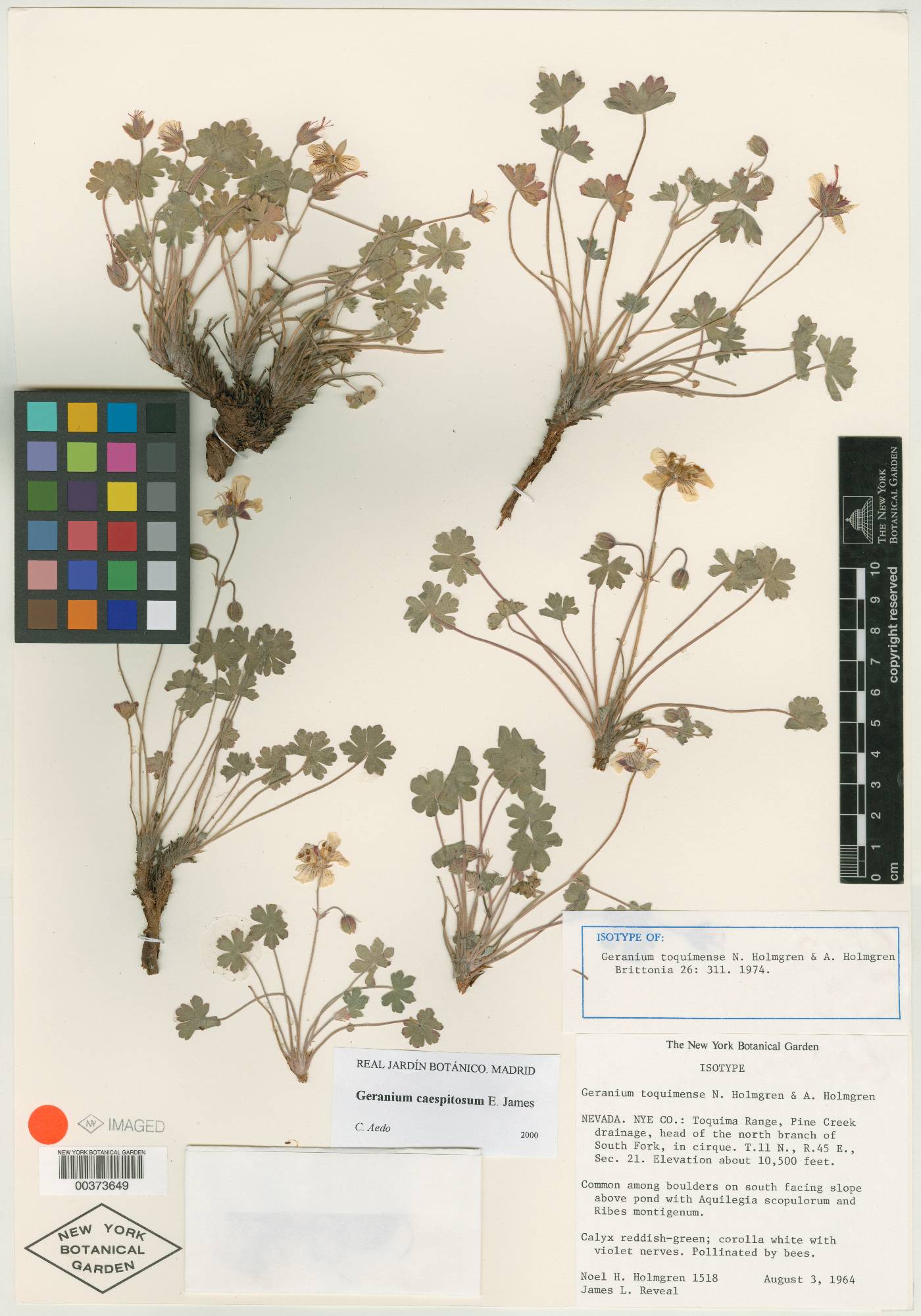 Geranium atropurpureum var. atropurpureum image
