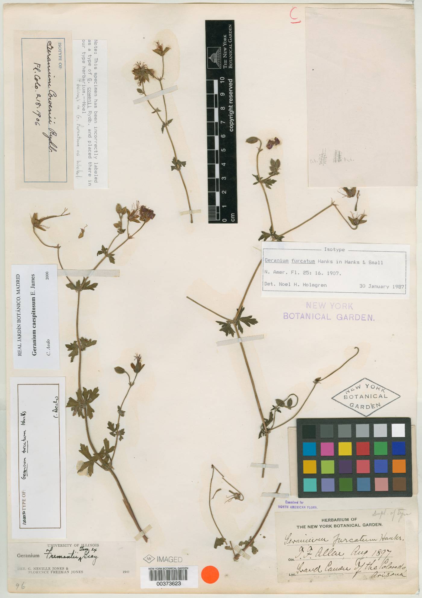 Geranium furcatum image