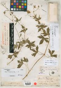 Geranium aristatum image