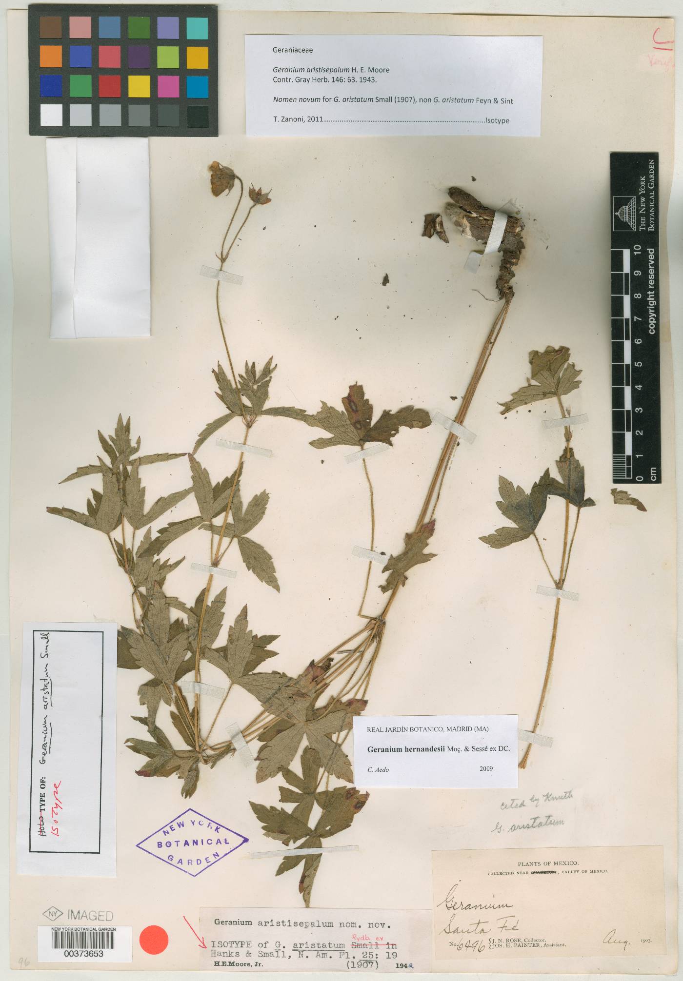 Geranium aristatum image