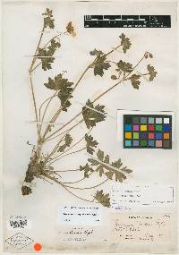 Geranium cowenii image