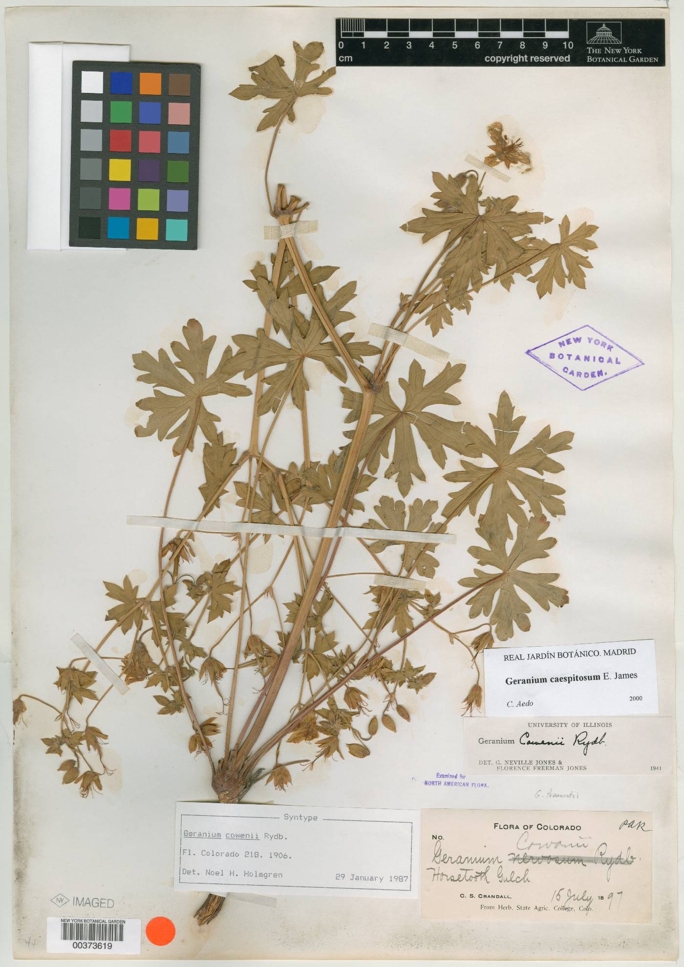 Geranium cowenii image