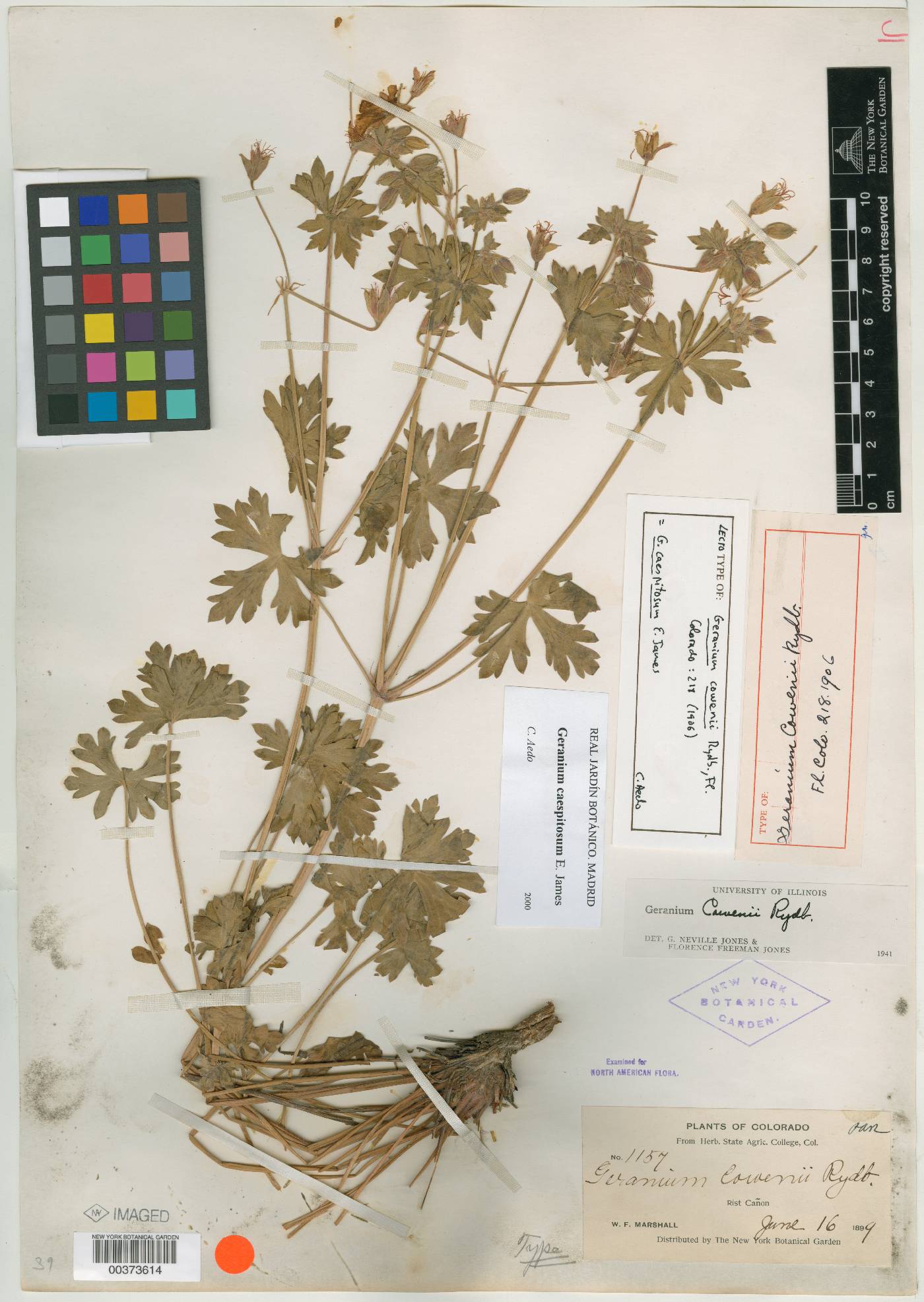 Geranium cowenii image