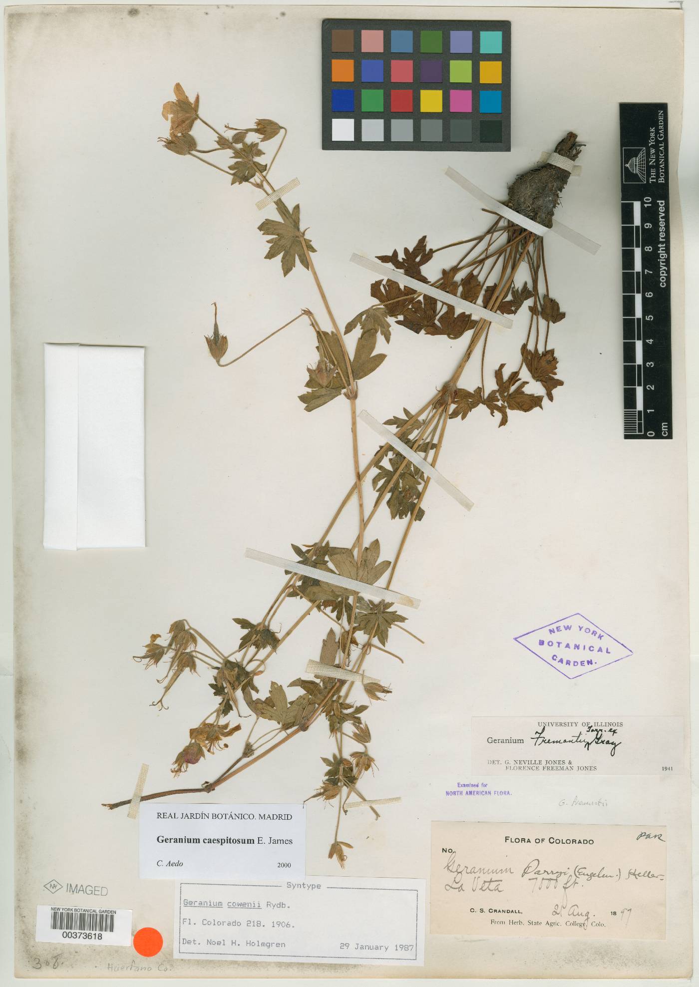 Geranium cowenii image