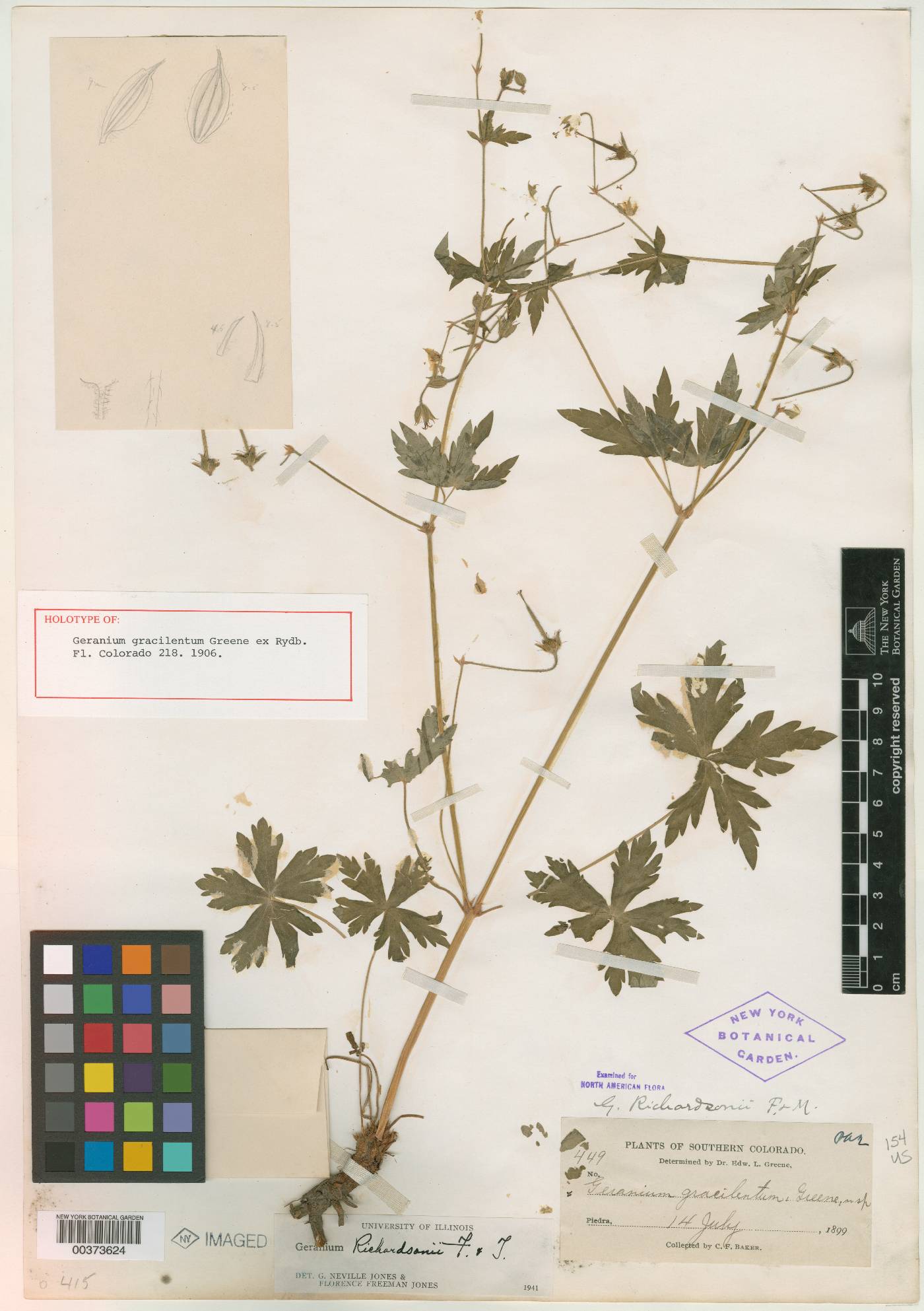 Geranium gracilentum image