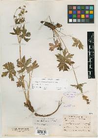 Geranium gracilentum image