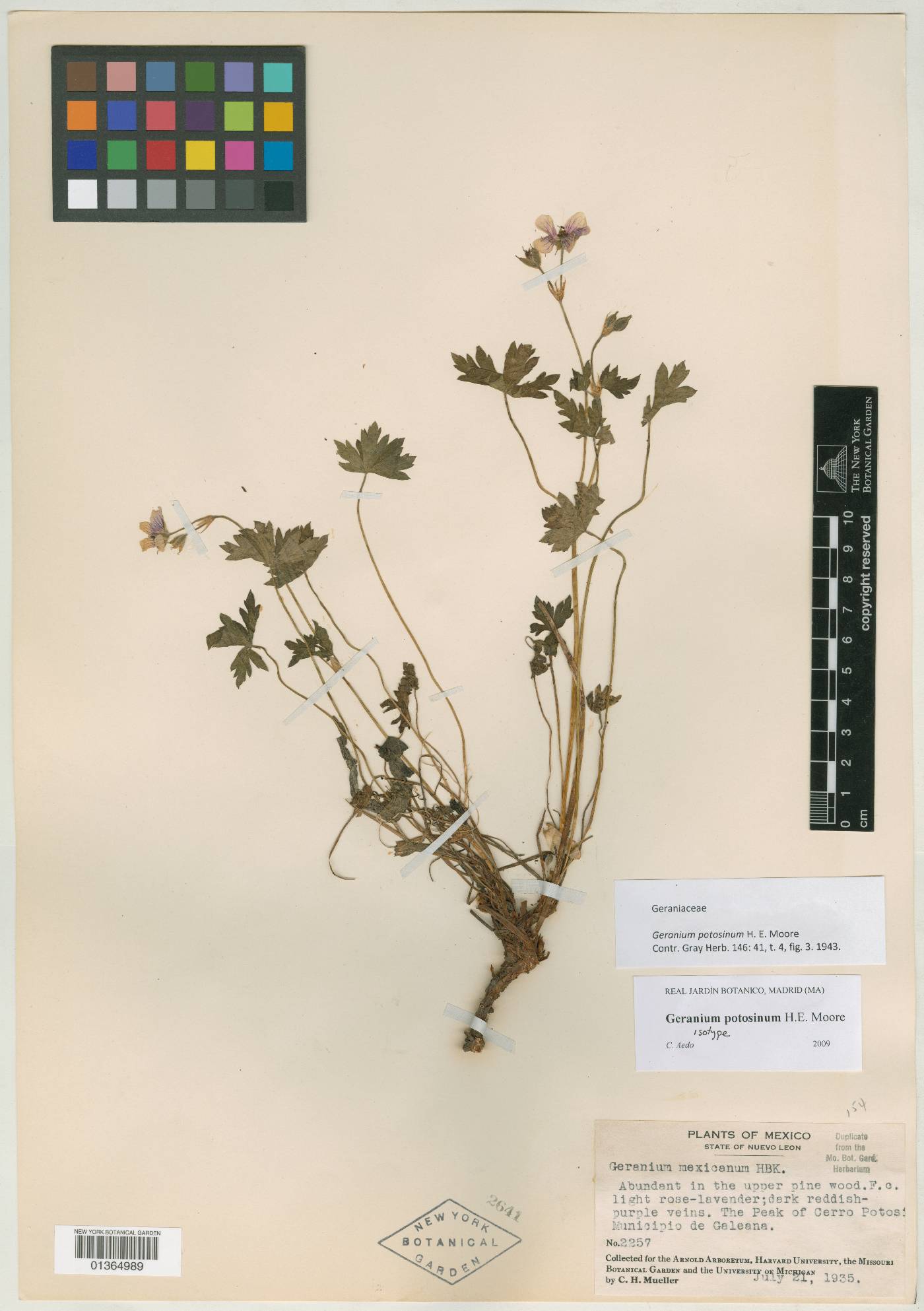 Geranium potosinum image