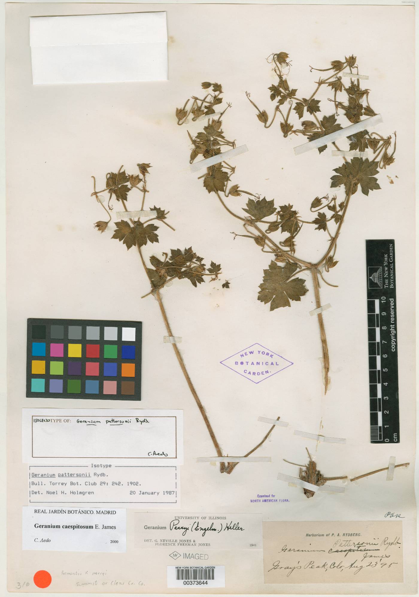Geranium pattersonii image