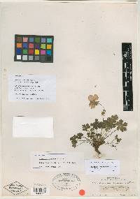 Geranium crenatifolium image