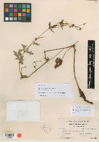 Geranium durangense image