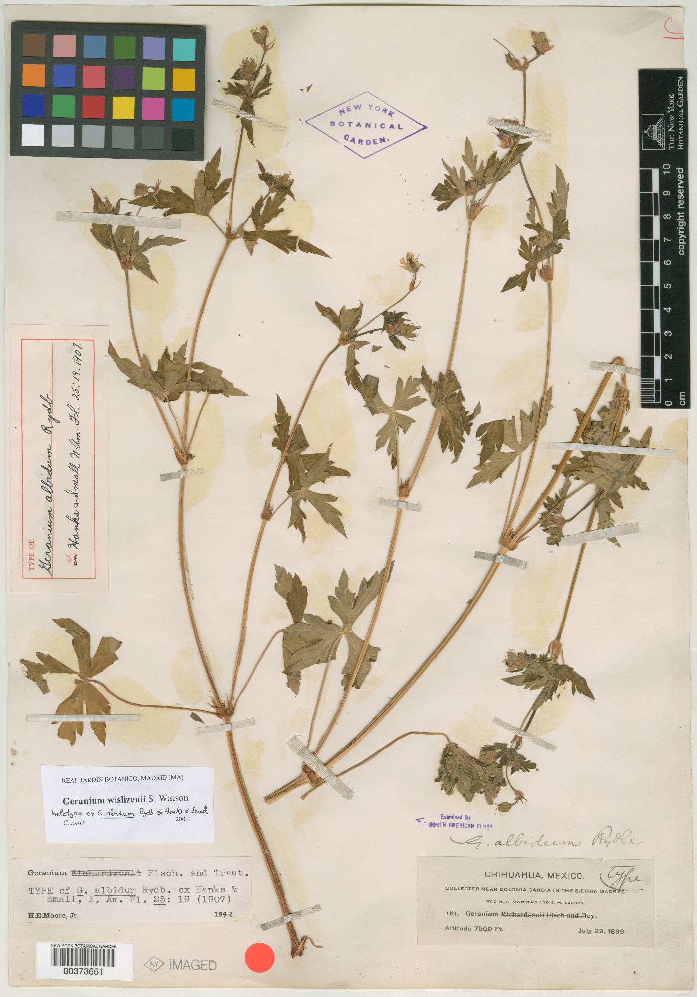 Geranium albidum image