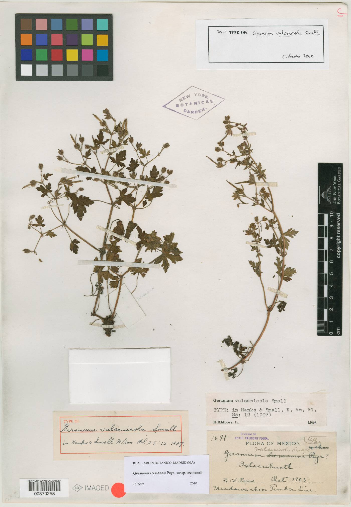 Geranium vulcanicola image