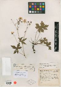 Geranium pinetorum image