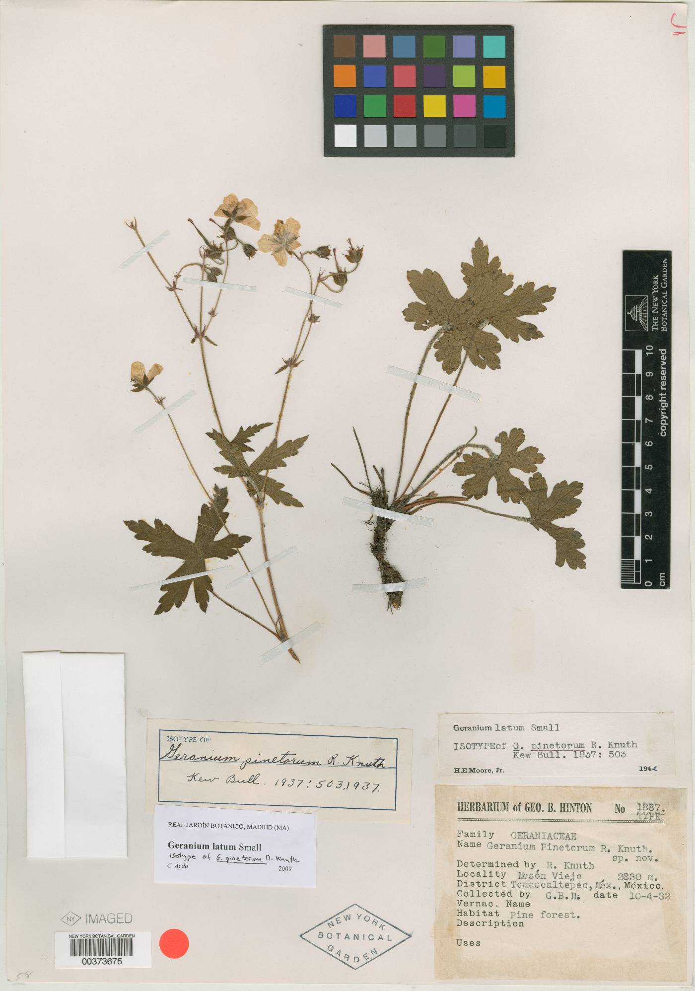 Geranium pinetorum image