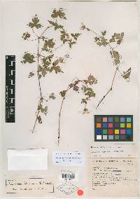 Geranium lilacinum image