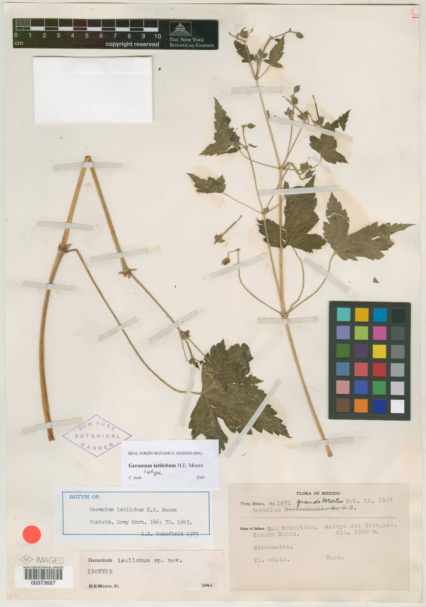 Geranium latilobum image