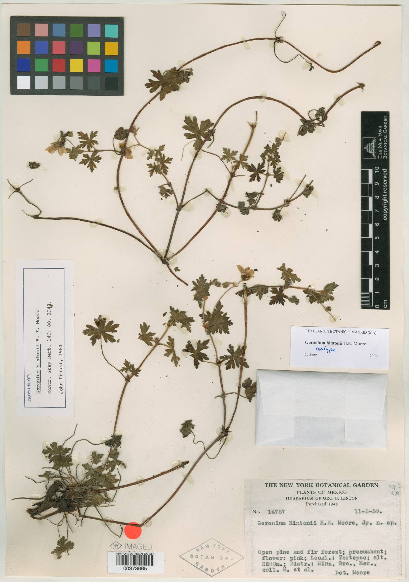 Geranium hintonii image