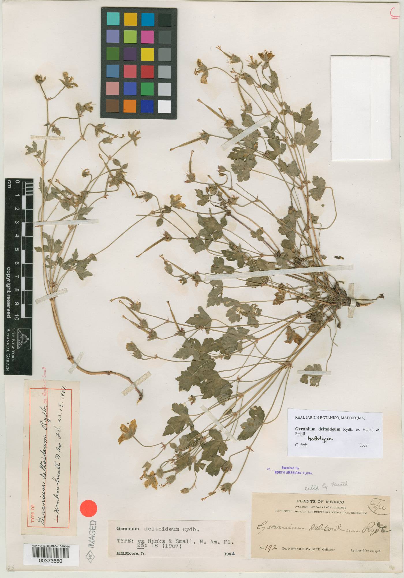 Geranium deltoideum image