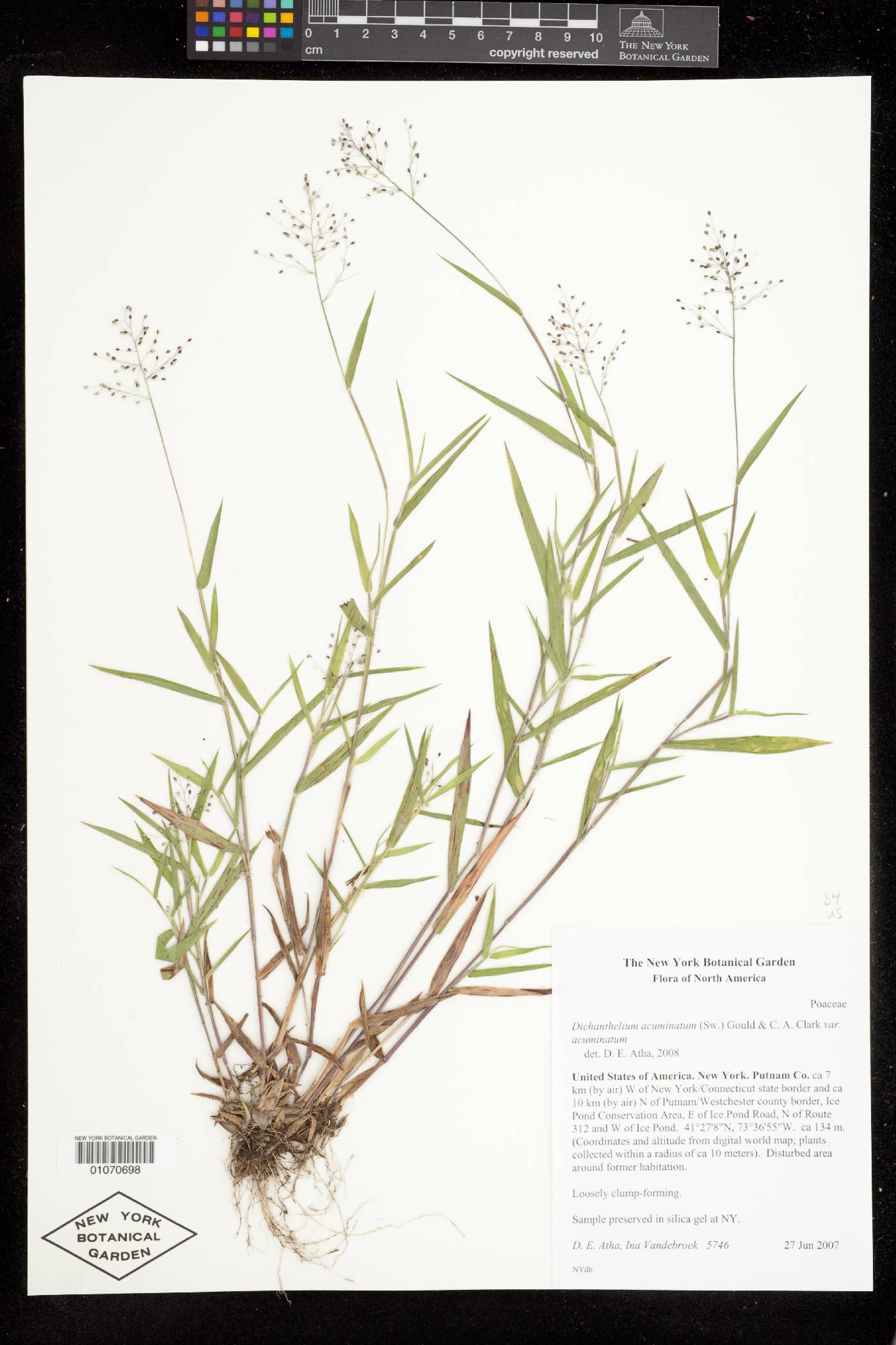 Dichanthelium acuminatum subsp. acuminatum image
