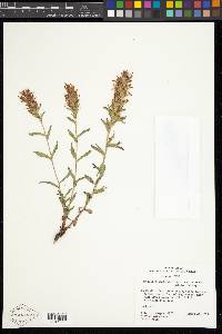 Castilleja applegatei image