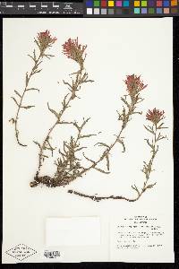 Castilleja applegatei image