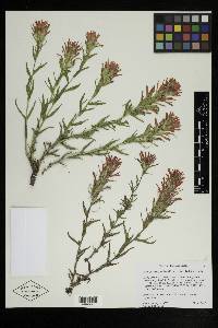 Castilleja applegatei image