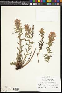 Castilleja applegatei image