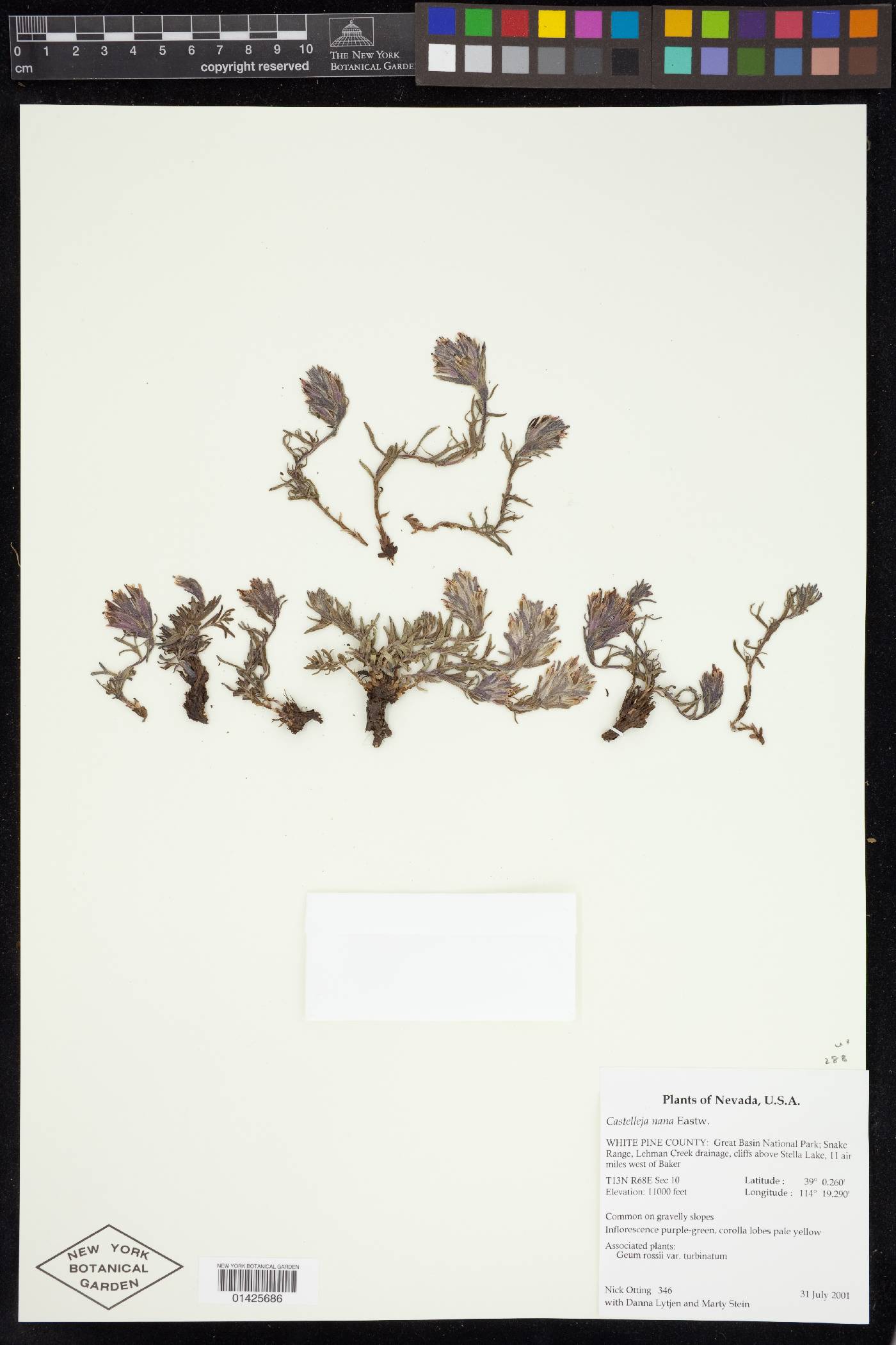 Castilleja nana image