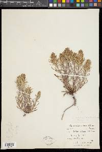 Castilleja pallescens image