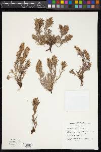 Castilleja pilosa image