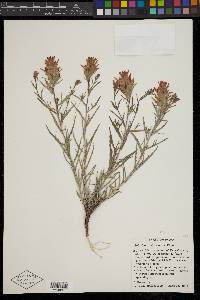 Castilleja flava var. rustica image