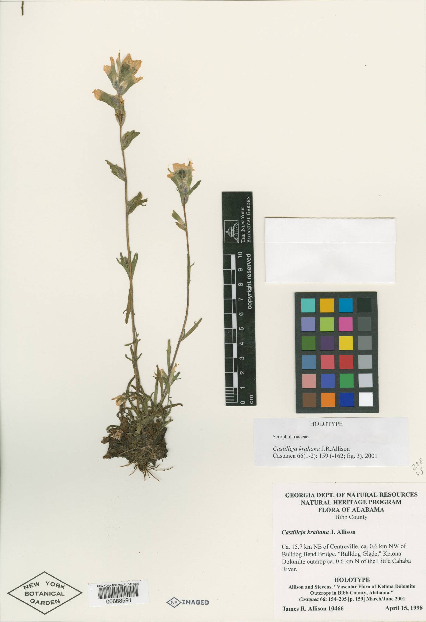 Castilleja kraliana image