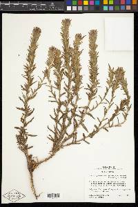 Castilleja viscidula image