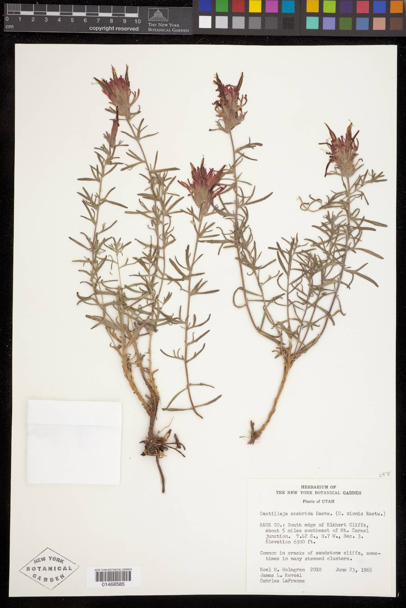 Castilleja scabrida image